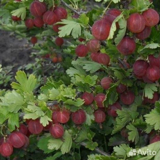 Саженцы крыжовника