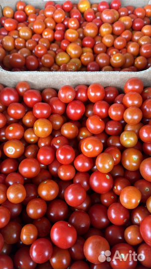 Чери помидор ветка помидор опт