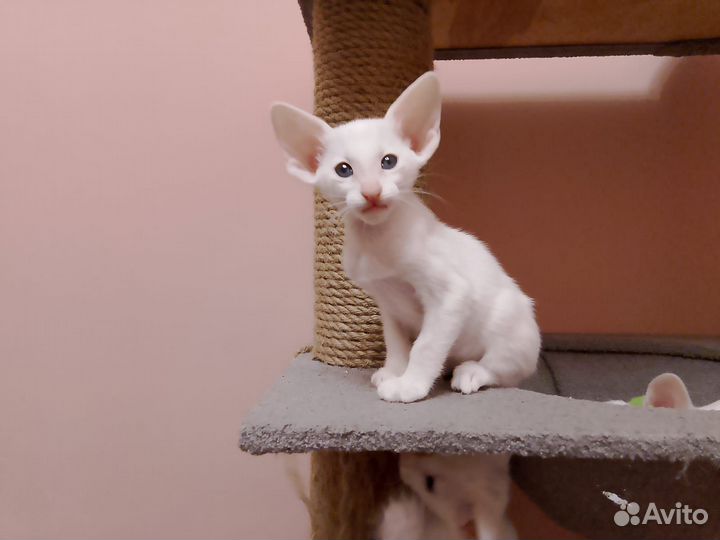 Ориентальный котенок девочка