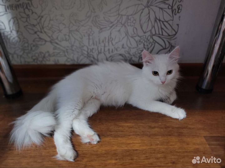 Кошка турецкая ангора