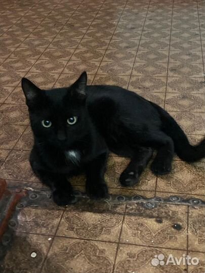 Шикарный котик