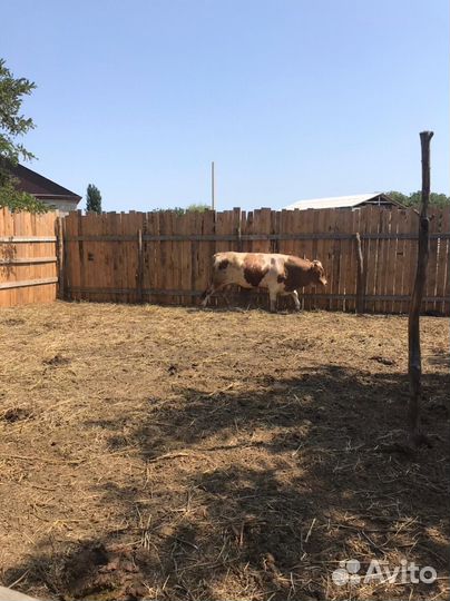 Быки на племя