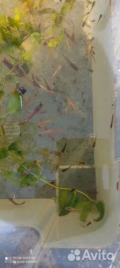 Рыбка гуппи