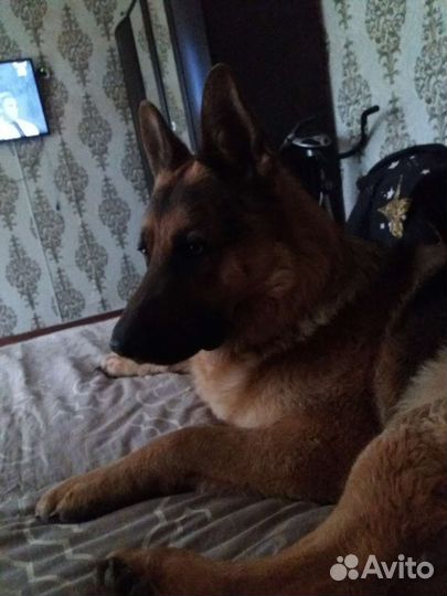 Кобель немецкая овчарка вязка