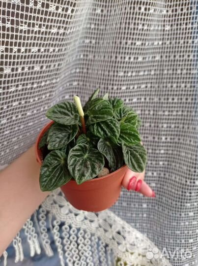 Пеперомия Лилиан