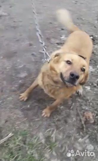 Пёсик ищет дом