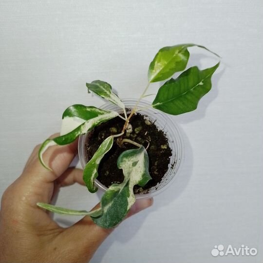 Фикусы сортовые