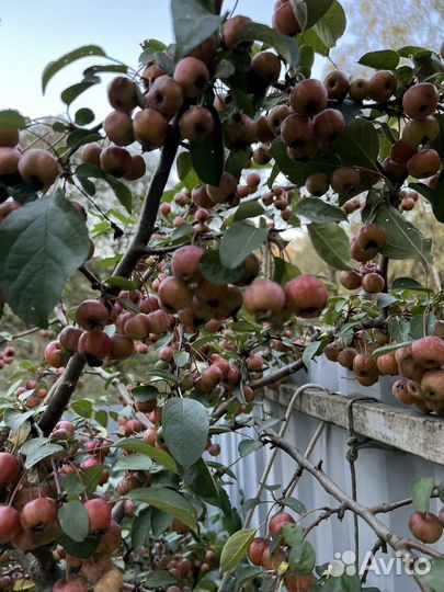 Райские яблочки на варенье