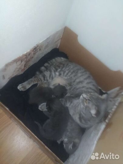 Котик на вязку