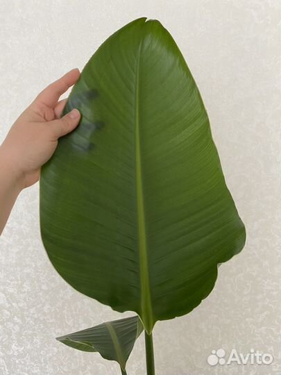 Стрелиция николая