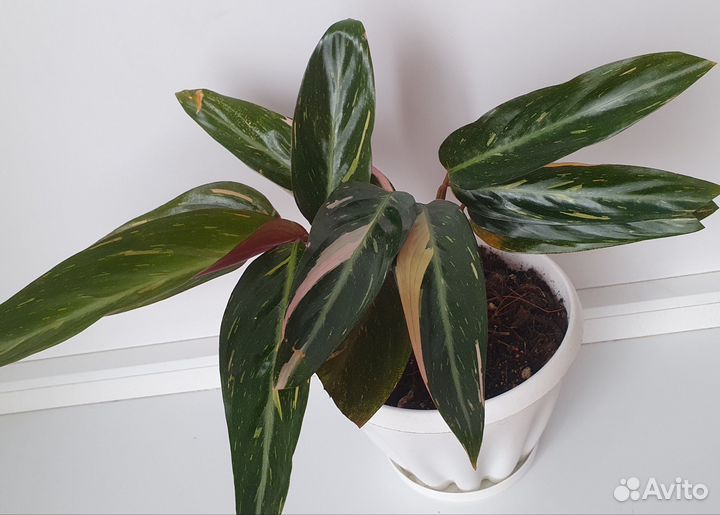 Строманта меджик стар