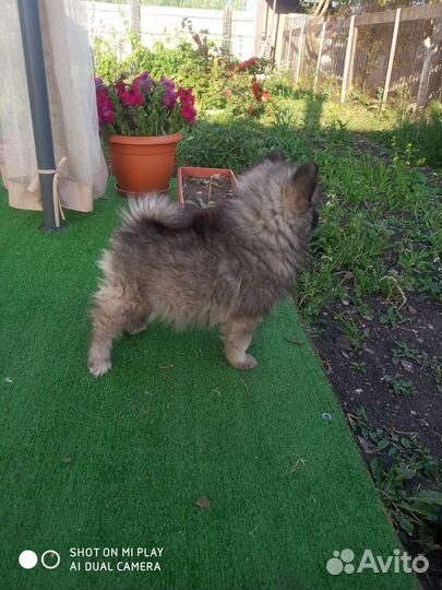 Шпиц. Щенки кеесхонд, вольфшпиц