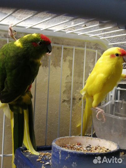 Попугай всех Видов-Ц.Рынок