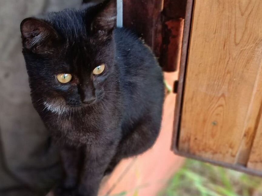 Котята бесплатно в добрые руки в дар