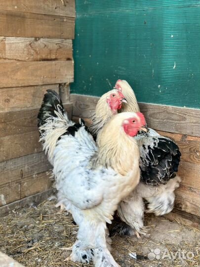 Петух брама