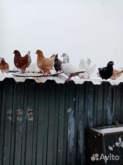 Голуби породы Кинг (Мясной голубь)