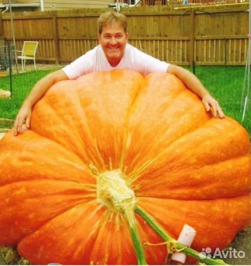 Тыква Гигант