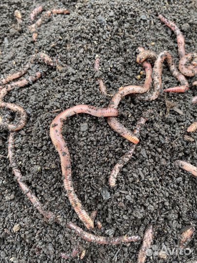 Черви для рыбалки дендробена