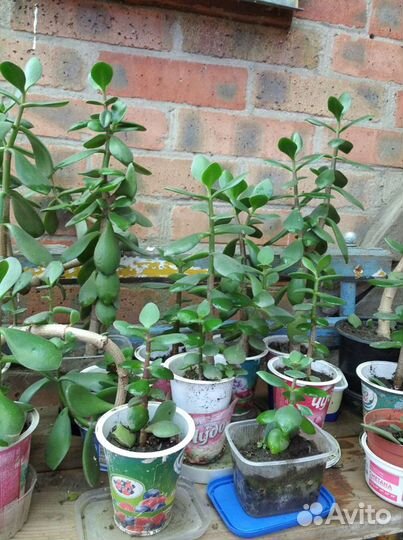 Толстянка : Денежное дерево