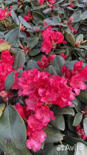 Рододендрон