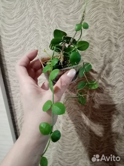 Комнатные цветы