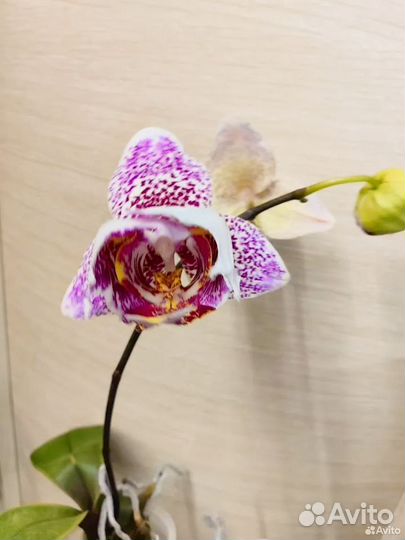 Орхидея фаленопсис SA-36 от Son ya цветёт