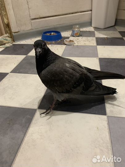 Ручной голубь в добрые руки