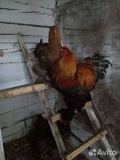 Продам птицу