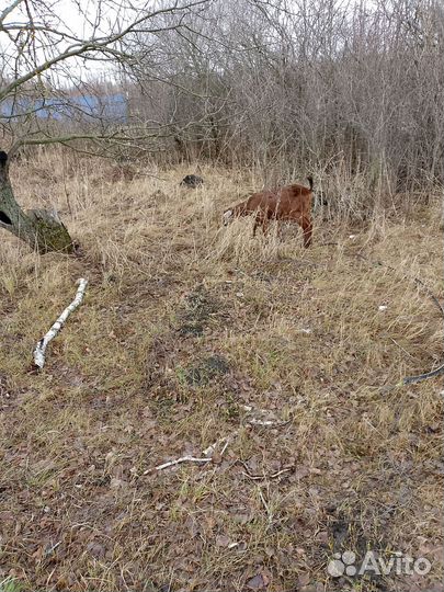 Продам козла