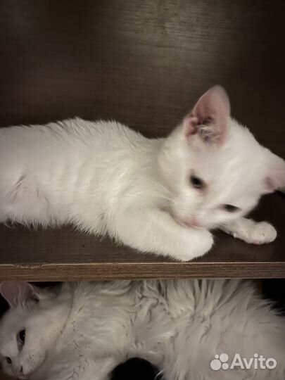 Отдам в добрые руки котенка девочку