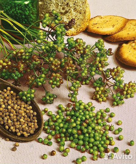 Семена. Укроп, кориандр, кинза, салат, петрушка