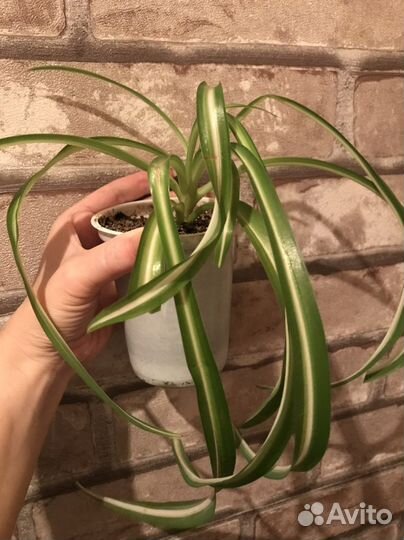 Хлорофитум, традесканции, алое тигровое