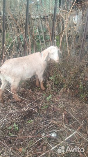 Продам козу