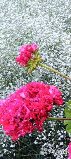 Жасмин желтолистный и другие