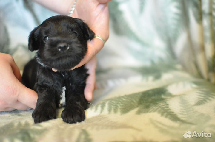 Щенки цвергшнауцера от заводчика