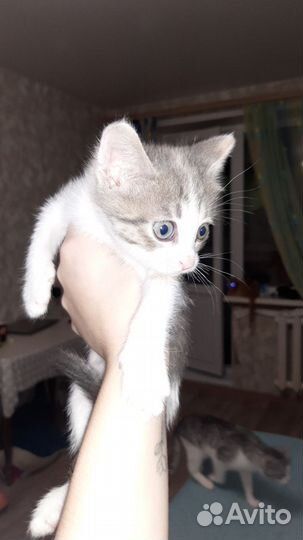 Котята в добрые руки, все девочки