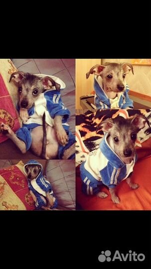 Китайская хохлатая собака