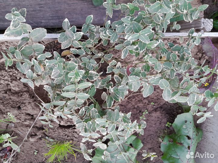 Бересклет форчуна