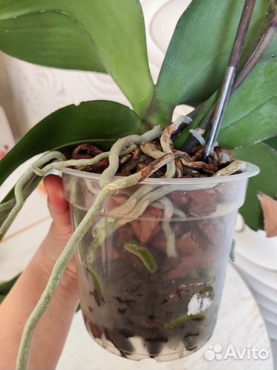 Орхидея фаленопсис Рэд сезам