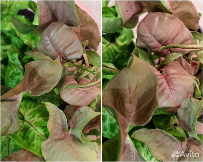 Сингониумы сортовые в ассортименте,комнатные цветы