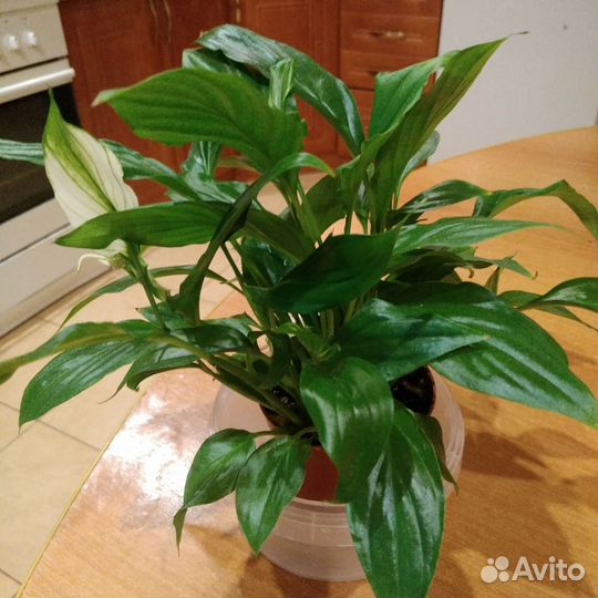 Спатифиллум