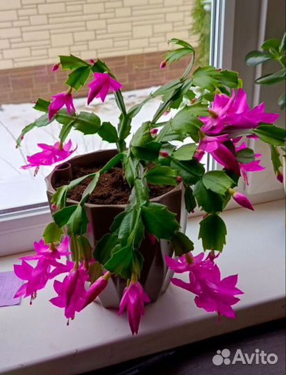 Декабрист шлюмбергера фуксия, розовый