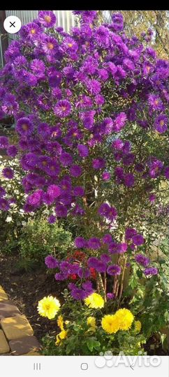 Сентябрины