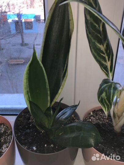 Диффенбахия