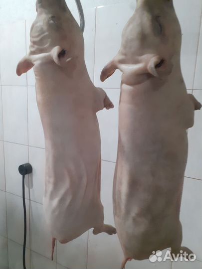 Поросенок для запекания