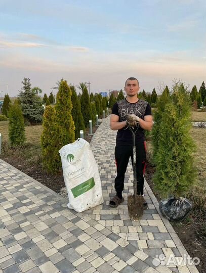 Туи, Эль, Декоративные Растение и т.д