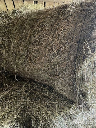 Продам сено в рулонах 2023