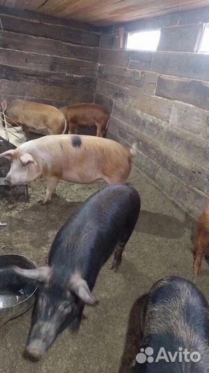 Сало соленое