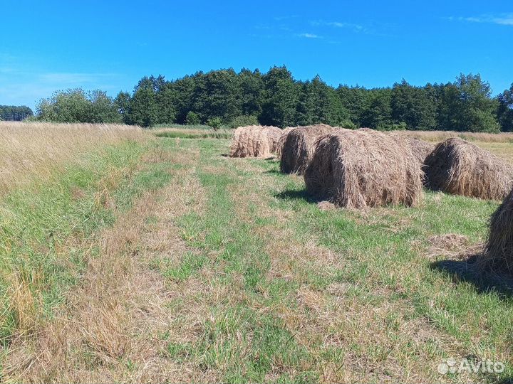 Продам сено в рулонах