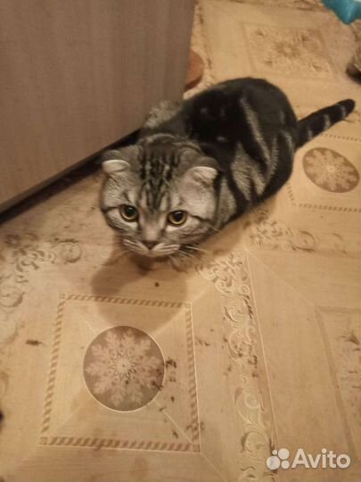 Кот для вязки